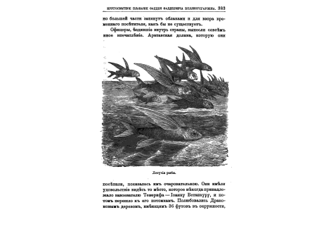 Летучие рыбы.