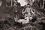 В Кубанской охоте Его Императорского Высочества Великого Князя Сергея Михайловича. Олень, убитый М.В. Андреевским в 1902 году.